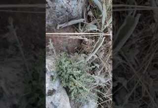 سيال تثبيتي