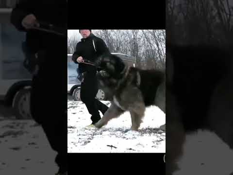 My Favourite 5 Breeds Shorts