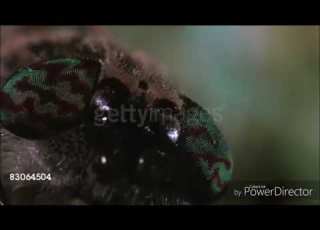 Katy Kat S Reaction To Wormy