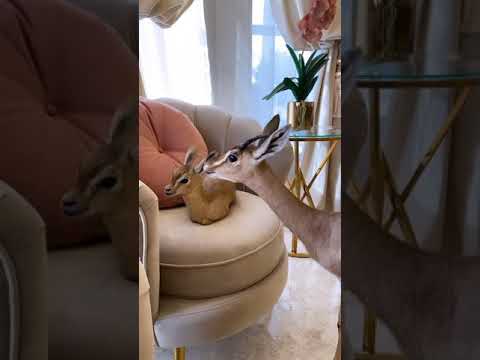 نسرين المغرب الامارات الجزائر تونس ليبيا