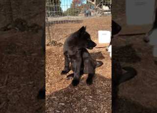  Black Wolf Dog Puppy