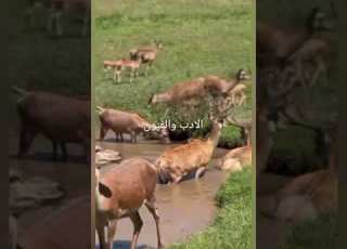 جمال الطبيعه وجداول الماء والغابات والاشجار مع صوت الفلكلور الشعبي لبني معروف الله يعزهم