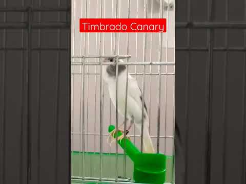 تغريد كناري التمبرادو