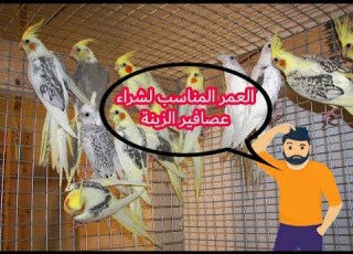  العمر المناسب لشراء عصافير الزينة للمبتدئين