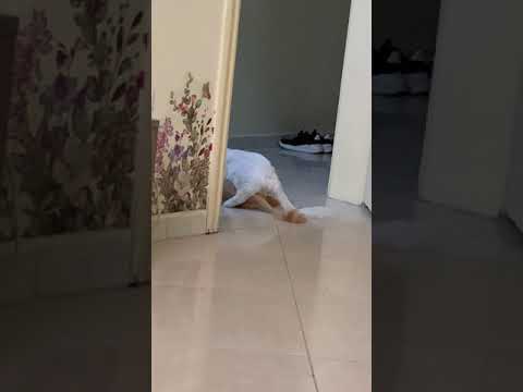 تزوج قطط لأول مره يضكون