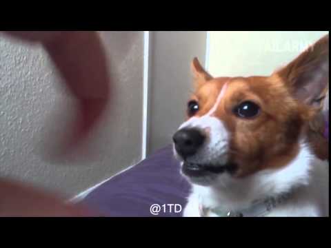 Vine Chrish Oh FUCK Bit By A Dog