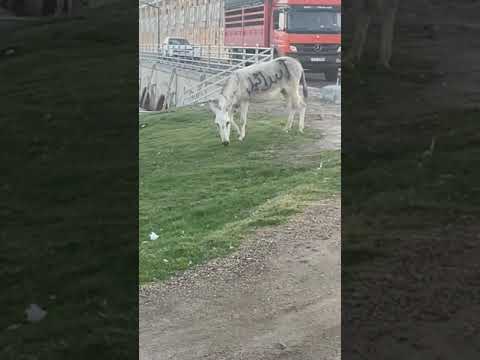 ولك الو هههههه فلسطين