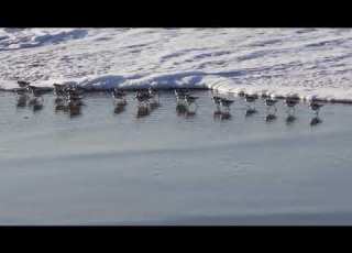  Sandpipers Running