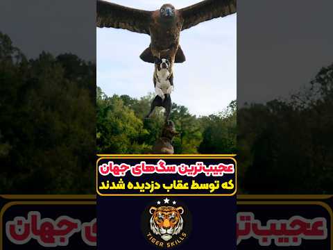 خطرناک ترین سگ های جهان که هرگز نباید قارچ بخورند معرفی بهترین فیلم ها و سریال های جهان که باید دید