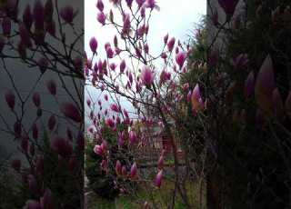  Magnolia Blossomed