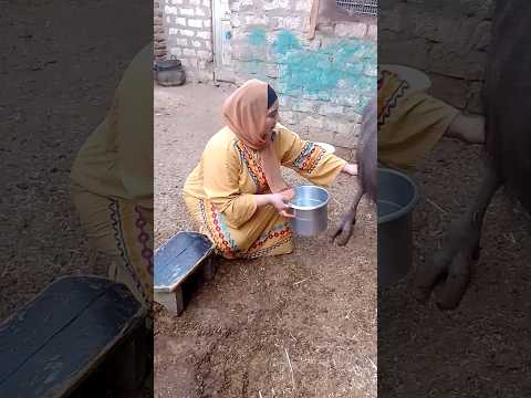 طريقه حلب الجموسه الفلاحي Funny Cow تيك توك يوميات اكسبلور Comedy أكل صحي ترند