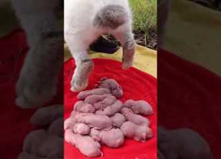 How Rabbits Give Birth Cute Baby Rabbits 57