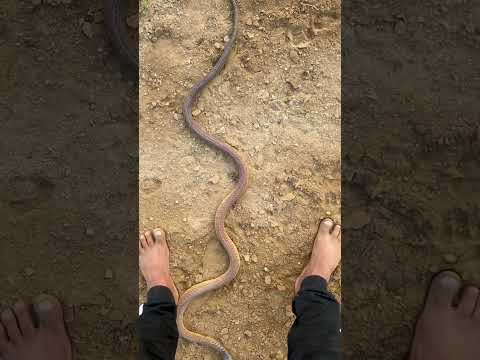 متى تهاجم الأفاعي البشر Snake Nature Arabian Arabiannight متعب المالكي أفاعي