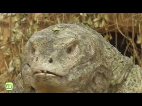 صراخ وانفعال الشاب خالد في رامز تحت الأرض