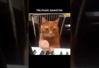 Dramamine Flawedmangoes Indie Newmusic Viral Tiktok Shoegaze Hopecore Freakbob