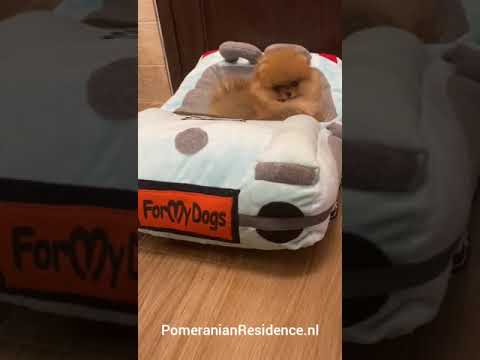 Mini Orange Girl 1 Pomeranian Residence Leeftijd 2 5 Maanden