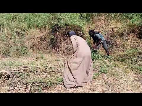 PUGILA MACHIMANI FT MASANJAFT MWANA NYAKALO KUKATAMA DETE MSAMBAZAJI IGOKO CHALES TZ 2024