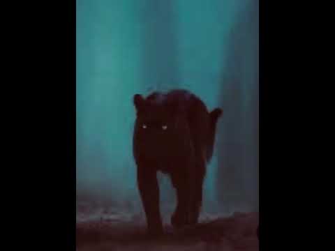 25 قصة السبع الغامض الذي ارعب اهل قرية من قرى الريث