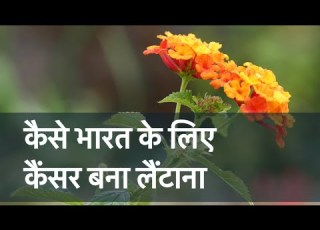 Invasive Species How Lantana Reached India Pin N Post