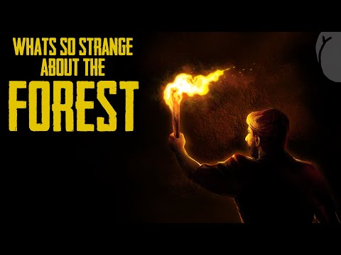 What S So Strange About The Forest 2014