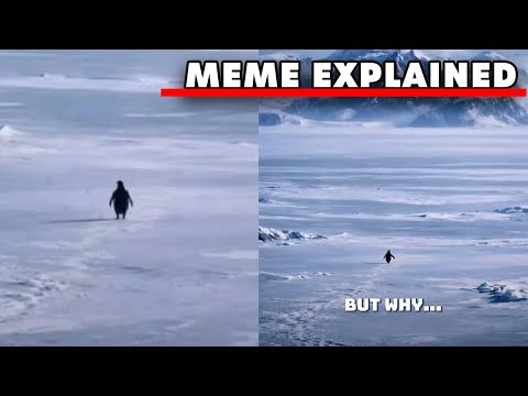 Der Nihilistische Pinguin Aber Warum Meme Erklärung