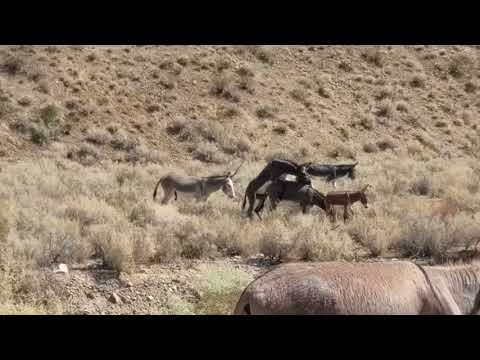 Death Valley Wild Burros