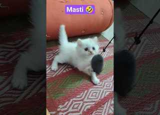 Cat Ytshorts Shortvideos Viral Funny Treding
