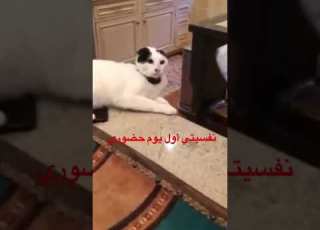 نفسية الدوام ابلور السعودية الرياض لايك اشتراك ابلور السعودية الرياض لايك