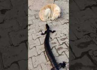  OMG Mysterious Lizard Approaches Sleeping Dog Shorts Trending