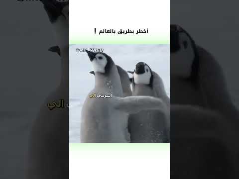 بطريق معصب مدبلج كوميدي دبلجة مضحكة ضحك اكسبلور السعودية My Kingo كوميديا دوبلاج Funny