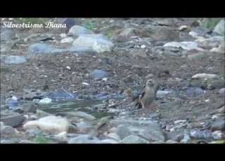 صوت حسون مقنين خضري تفيحي نعار