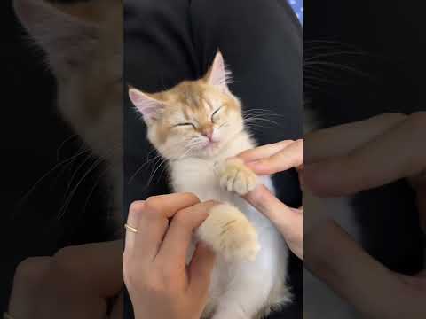 بتمنى تزول ملامحك من بالي شيرين اشترك بالقناة اكسبلور فولو متابعة Music Reels Love Follow