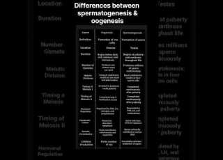 Differences Between Spermatogenesis And Oogenesis Biology