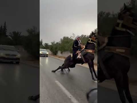 طاحو الخيالة في موكب عرس اعراس جزائرية Mariagealgerien Courtage Wedding حصان