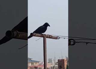  Crow Sounds