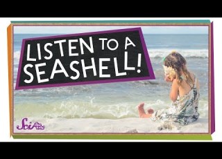  What Do You Hear In A Seashell