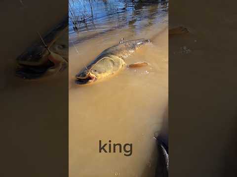 Bideshi Magur Fish Premium Quality Imported Catfish Fish Shortvideo