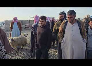  سوق مواشي صلاح الدين قضاء الشرقاط 2026 3 4 مواشي عبدالله الطيب سوق طليان غنم جوبه الموصل
