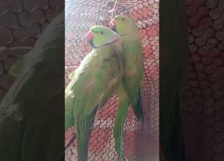 Pirate Voice Parrot Trendingshorts