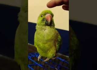 India Ringneck Parrot Original Sound Shorts Ytshorts