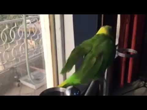 ببغاء امزوني يلوناب سورةالاخلاص تلقين