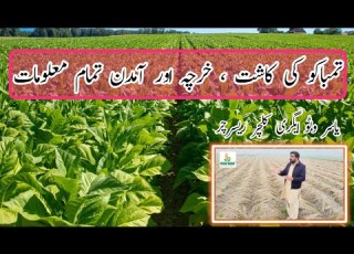 Fertilizer Plan Of Tobacco Tobacco Me Khaadon Ka Istamal Tobacco Kasht Karny Ka Tarika