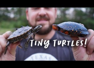  Smallest Turtles And Tortoises In The World