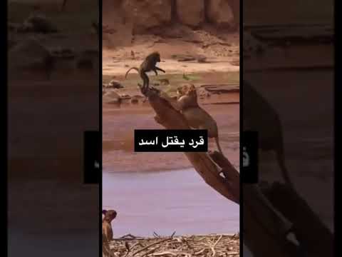 قرد يقتل اسد
