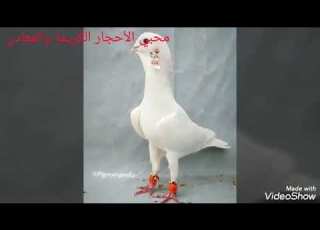  أجمل حمام سورية مع صباح فخري فوق النخل