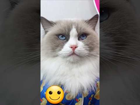 That Little Puff Thatlitlepuff Craftypuff Trending Trendingshorts Cat Pets