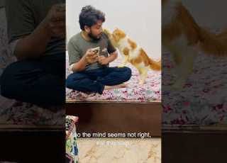  Billu Bahut Catcomedy Cat Catvideo Viralcat