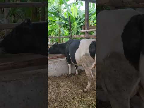 TUNAUZA NG OMBE BORA WA MAZIWA WE ARE SELLING DAIRY CATTLE