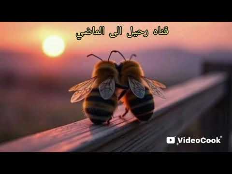 منير حماده عتابات جميله من جلسه النخيل قديم دخلك يا نسيم الجاي من صوب منير حماده عتابات جميله من جلسه النخيل قديم دخلك يا نسيم الجاي من صوب