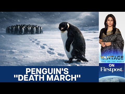 Warum Ist Das Internet So Fasziniert Vom Nihilistischen Pinguin Vantage Mit Palki Sharma N18G